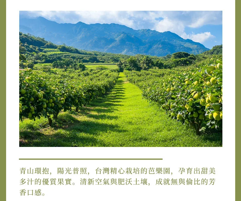 taiwan guava dried fruit healthy snack 20241017 05 yellowdaddy