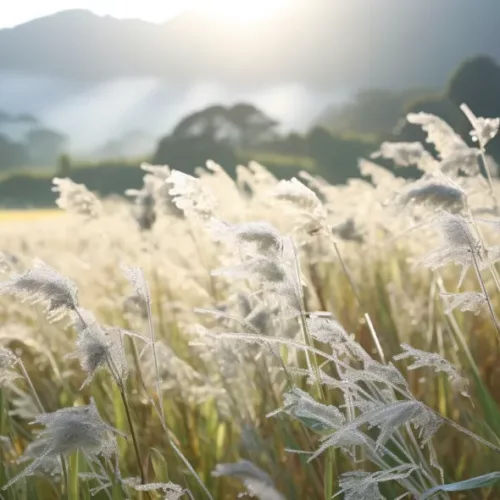 夏日尾聲，迎接白露的季節02