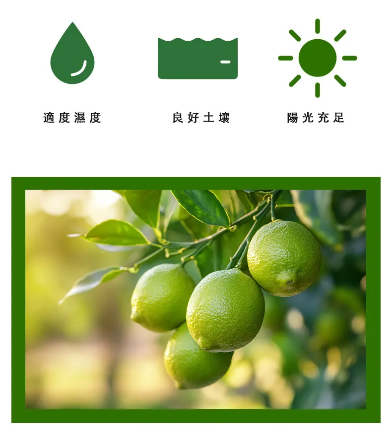 yellowdaddy salty lemon slices product description seo taoyuan gift 03